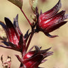 Fleur de Bissap Rouge du Sénégal Hibiscus Séché 1 KG